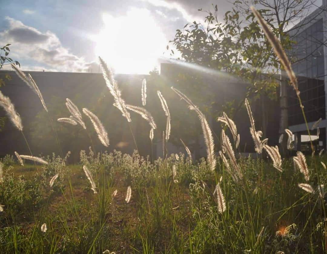 Sunlight through grass